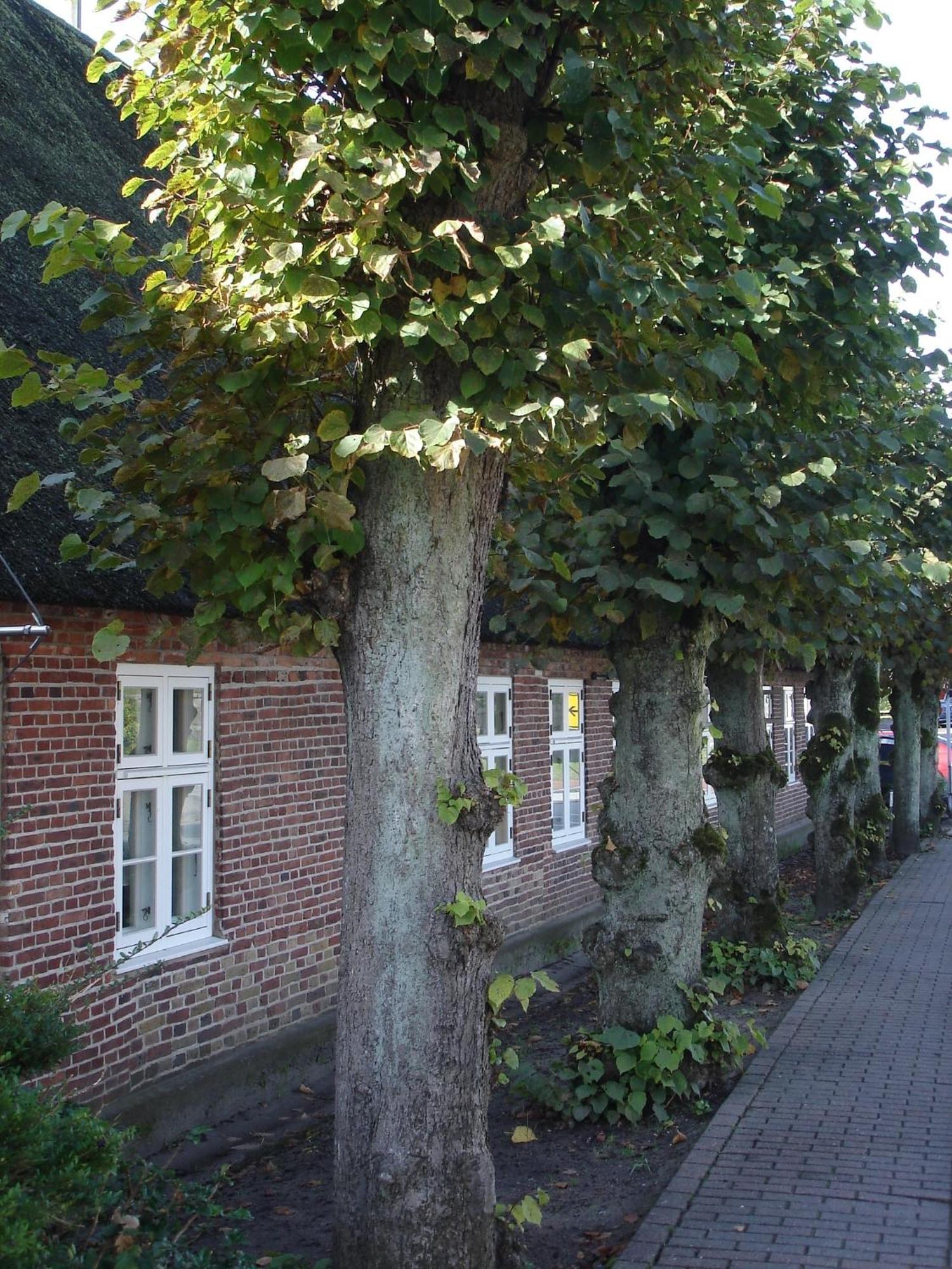 Tetens Gasthof Süderlügum Extérieur photo